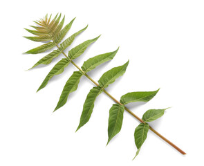 Obraz premium Branch with green leaves on white background