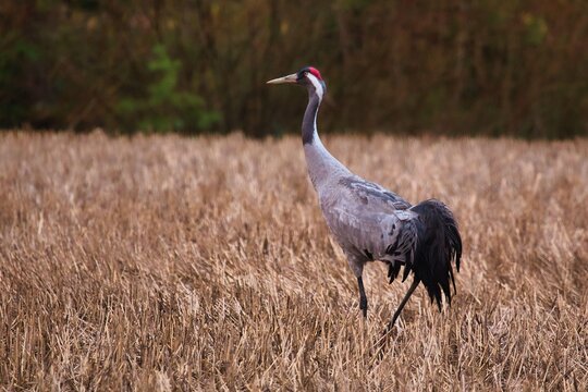 grey crowned crane in nature