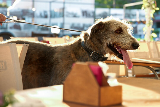 Irish Wolfhound in outdoor cafe at sunset. Dog on leash, leather collar, tongue out. Pet-friendly terrace, urban lifestyle, golden hour light, large breed dog, summer city walk, pet travel
