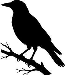 Obraz premium Australian magpie silhouette vector illustration