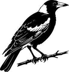 Obraz premium Australian magpie silhouette vector illustration
