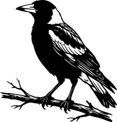 Obraz premium Australian magpie silhouette vector illustration