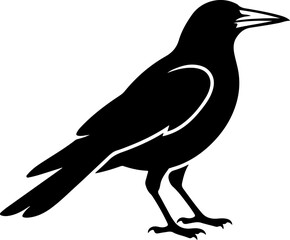 Obraz premium Australian magpie silhouette vector illustration