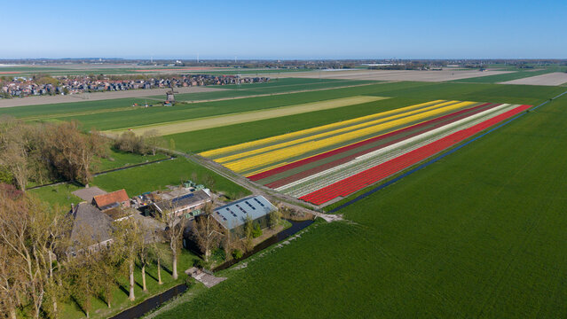 Aerial view of vibrant yellow, red and white tulip fields in bloom with a traditional windmill and rural farm buildings under a clear blue sky.