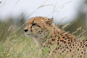 a portrait of a cheetah © Jurgens