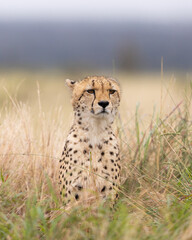 a portrait of a cheetah © Jurgens