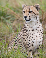 a portrait of a cheetah © Jurgens
