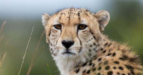 a portrait of a cheetah © Jurgens