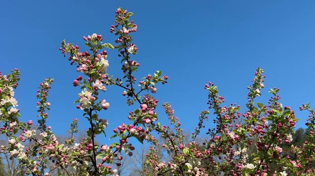Albero di melo in fiore durante la primavera