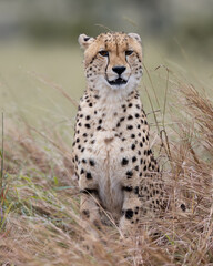 Fototapeta premium a portrait of a cheetah