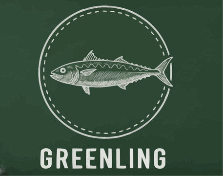 Greenling fish illustration on chalkboard background
