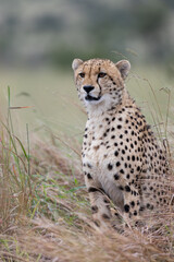 a portrait of a cheetah © Jurgens