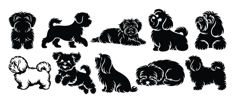 Maltese Dog Silhouette Set Vector Collection | Elegant Small White Toy Breed Outline Bundle for Adobe Stock