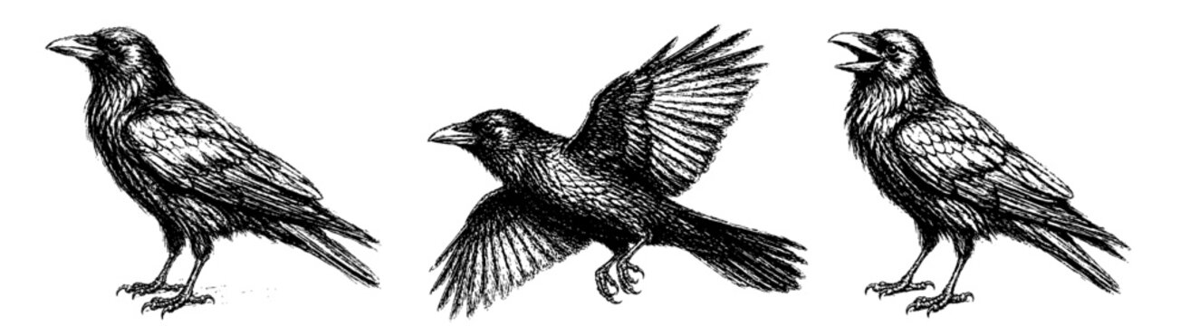 3 craw sketch black and white, transparent vector file