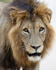 Obraz premium a mature male lion close-up