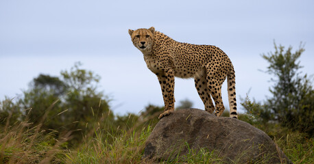 a cheetah standing on top of a boulder © Jurgens