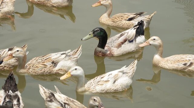 Close-up of a diverse flock of ducks swimming in a farm pond in Vietnam.