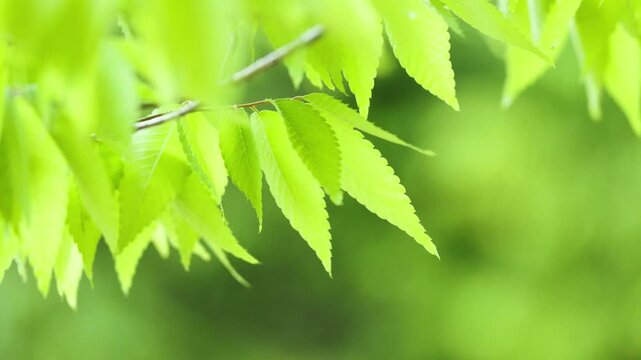 風で揺れる新緑の葉