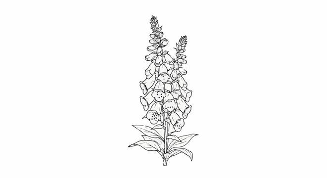Black and white illustration of a foxglove plant with bell-shaped flowers