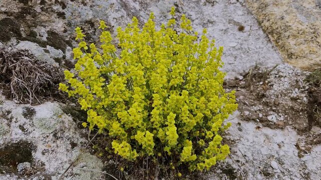 A wild plant (likely Cruciata taurica, commonly known as Crimean crosswort) growing in rocky volcanic tuff crevices, adapted to harsh, dry environments with upright branching stems and small yellow fl