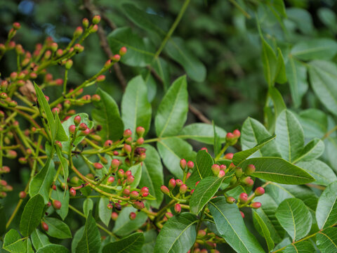 Terebinth Fruit Clusters On Green Mediterranean Branch