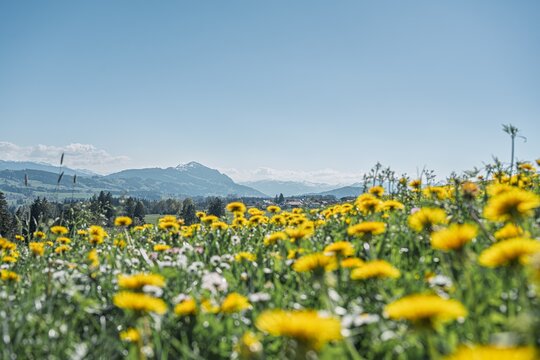 Blooming dandelion meadow in spring with Mount Gruenten in the background. Scenic Allgau landscape in Bavaria, Germany, under a clear blue sky. Idyllic alpine nature and mountain panorama.