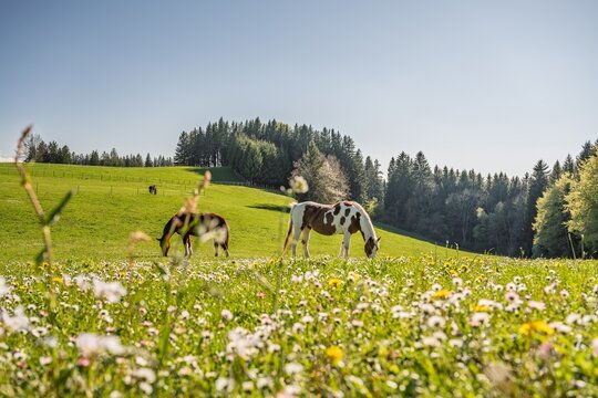 Horses grazing on a lush green meadow in Allgaeu, Bavaria. Scenic spring landscape with wildflowers, forest in the background, and pinto horse under a clear blue sky. Rural idyllic Germany.