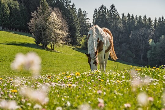 Close-up of a pinto horse grazing on a lush spring meadow in Allgau, Bavaria. Detailed view of a spotted horse with wildflowers, forest background and bright sunshine. Idyllic German countryside.