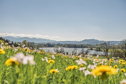 Spring at Lake Sulzberg (Oeschlesee) in Allgau, Bavaria. Scenic view over a flowering dandelion meadow towards the lake and the Alps. Idyllic nature landscape in Southern Germany on a sunny day.