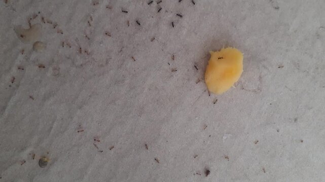 Macro View of Ants Crawling and Carrying Food