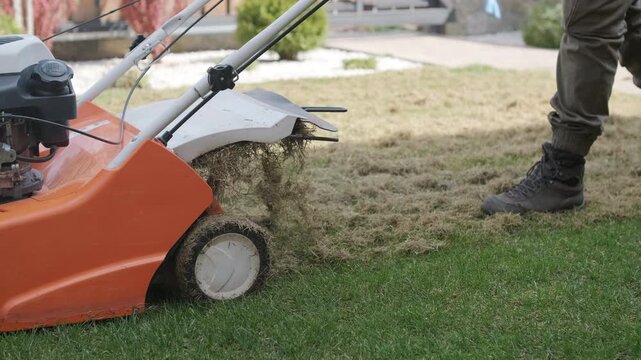 A man uses a professional gasoline scarifier to remove moss and thatch from a green lawn in a private house backyard.