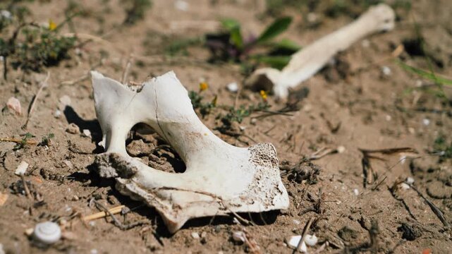 A close-up of an animal bone on dry ground in the sun, symbolizing drought and adverse environmental conditions. High quality 4k footage