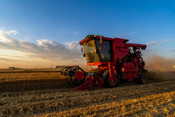 Obraz premium The combine is harvesting the wheat in the evening