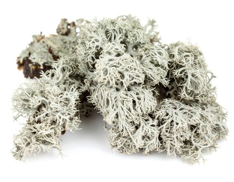  Usnea Lichen (Old Man&rsquo;s Beard Lichen)