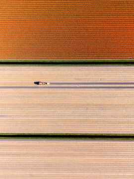 Aerial view of a tractor working in colorful tulip fields with straight rows and irrigation ditches in Heiloo, North Holland, Netherlands.