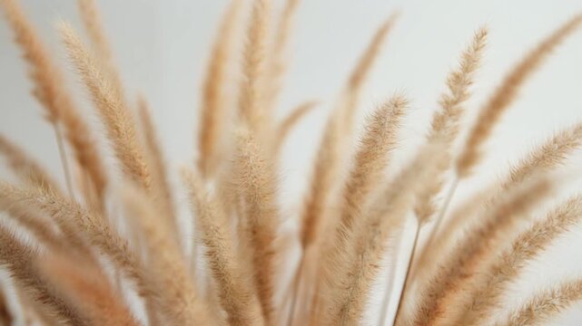 Feathery dried ornamental grass close-up, showcasing natural textures in a serene indoor setting