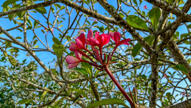 Pink flowers blue sky, Islamic architecture floral view. coba rapikan ini saja