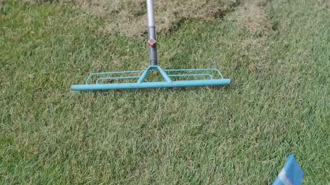 Man raking a pile of dry grass and moss after scarifying a lawn in a private house backyard.