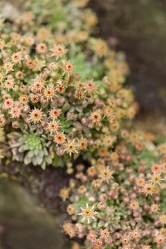 Flora of Gran Canaria -  Monanthes brachycaulos, Rare Succulent Endemic to central Canary Islands, natural macro floral background
