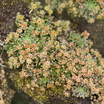 Flora of Gran Canaria -  Monanthes brachycaulos, Rare Succulent Endemic to central Canary Islands, natural macro floral background
