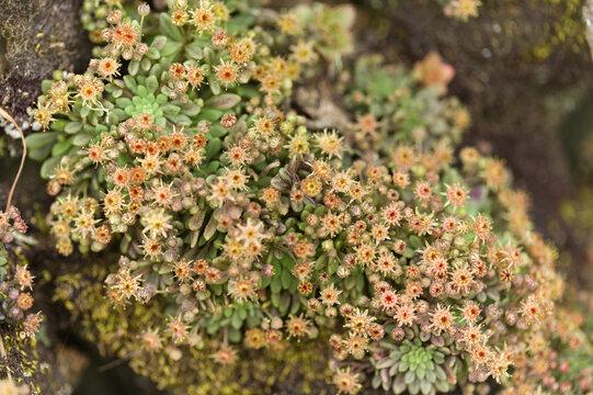 Flora of Gran Canaria -  Monanthes brachycaulos, Rare Succulent Endemic to central Canary Islands, natural macro floral background
