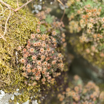 Flora of Gran Canaria -  Monanthes brachycaulos, Rare Succulent Endemic to central Canary Islands, natural macro floral background
