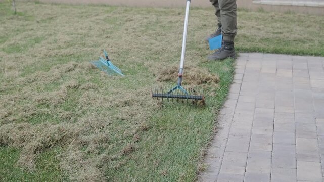 Man raking a pile of dry grass and moss after scarifying a lawn in a private house backyard.