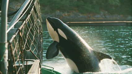 The orca or killer whale (Orcinus orca) eat some fish escape the nets from Trawlers ship in the Norwegian sea, the fjords of Norway.  © pinan