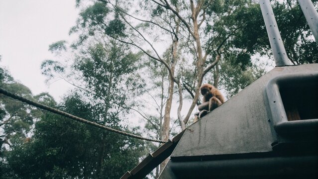lar gibbons or White-handed Gibbons (Hylobates lar) calling and climbing in the natural forest at Khao Yai National Park, Thailand.
