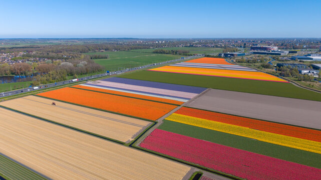 Aerial view of vibrant tulip fields with perfectly straight rows of red, yellow, and orange flowers near a busy highway and a stadium under a clear blue sky.