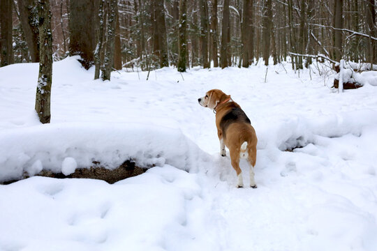 Snow blankets the forest floor