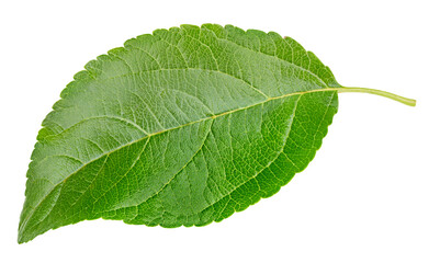 Obraz premium Single apple leaf with natural green color