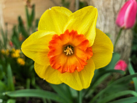 Narzisse, Bl&uuml;ten, Blumen Fr&uuml;hling, gelb