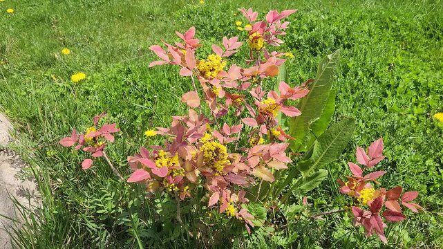 Berberis aquifolium (mahonia) is an evergreen ornamental shrub with spiny glossy leaves, bright yellow flowers, and blue fruits, widely used in landscape design for its year-round color and hardiness
